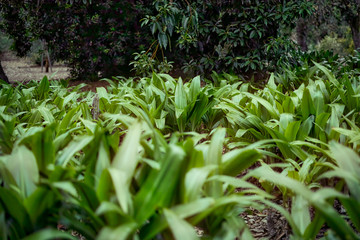 Grove of Evergreen