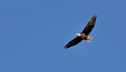 An American Bald Eagle (Haliaeetus leucocephalus) soars against a deep blue sky above Montana, USA.