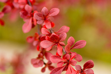 Leaves of the ornamental japanese barberry (Berberis thunbergii).