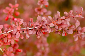 Fototapeta premium Fruits and leaves of the ornamental japanese barberry (Berberis thunbergii).