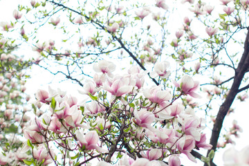 
a lot of blooming magnolia