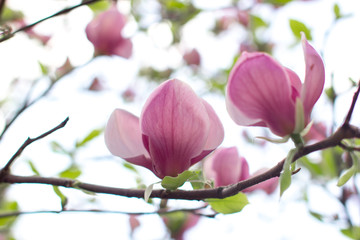
two flowers of blooming magnolia