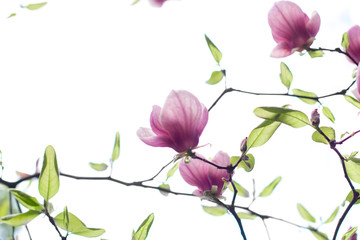 Fototapeta premium Spring blooming magnolia 