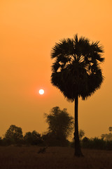 Silhouette of Sugar palm trees on the paddy field in early morning in Siem Reap, Cambodia.