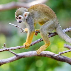 Squirrel Monkey small