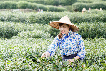 asian pretty tea-picking girl in plantation