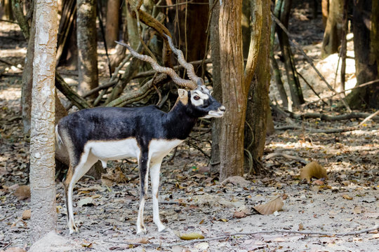 Black buck antelope © tiverylucky