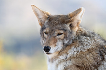 Naklejka na ściany i meble Coyote Close-up