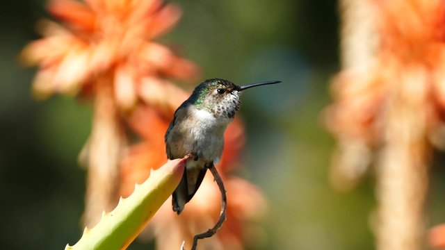 4K movie of Magnificent hummingbird and red flower, Los Angeles