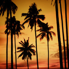 Silhouette Coconut Palm Tree Outdoors Concept