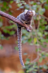 Lemur on climbing tree