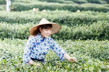 asian pretty tea-picking girl in plantation