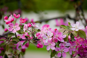 Beautiful apple tree flowers