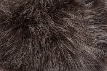 Background of raccoon fur