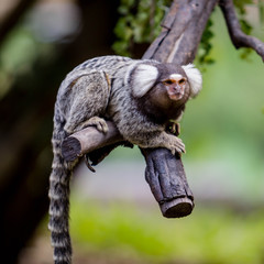 Lemur on climbing tree