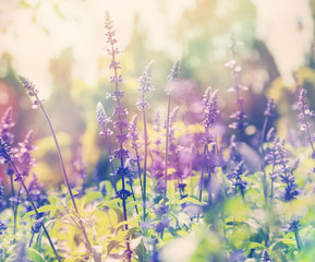 beautiful summer background, lavender field, close up