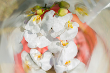 Close up of decoration white orchids in clear glass jars.