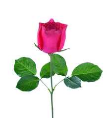 Obraz premium Pink Rose isolated on white background