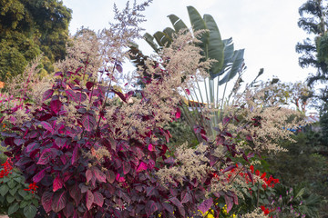 Wild Flowers