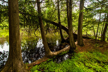 White Cedars along the Bois Brule River