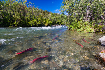 Sockeye salmon in the Gulkana River, Alaska