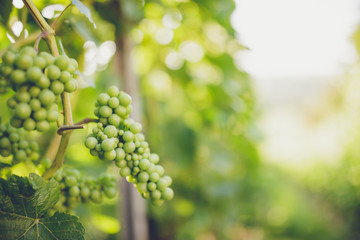 Grapes in vine