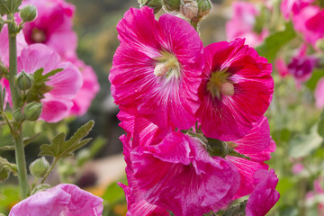 Wild Flowers
