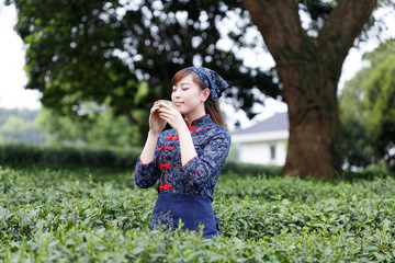 asian pretty tea-picking girl in plantation