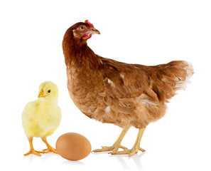 Brown hen and chicken isolated on white