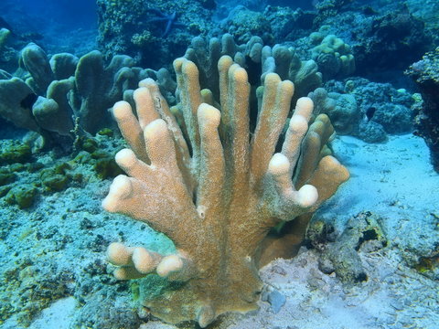 Stone coral, Island Bali