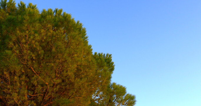 Pine tree and clean blue sky with empty space as background.