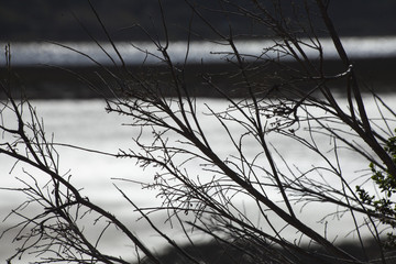 Branches and evening water background