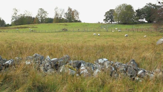 Sheep graze past a small stone fence in the Scottish countryside.