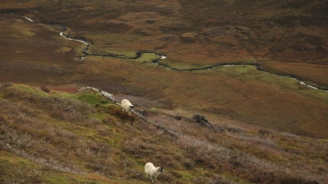 Sheep graze on a Scottish hillside in the fall.