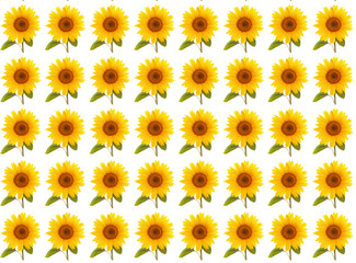  pattern flower sunflower  summertime