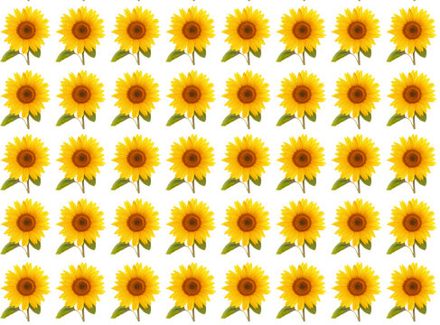  pattern flower sunflower  summertime