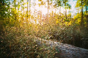 Summer wild plants in forest. Bright Sunlight