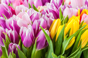 Tulip flowers bouquet