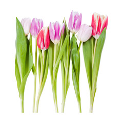 Tulip flowers isolated