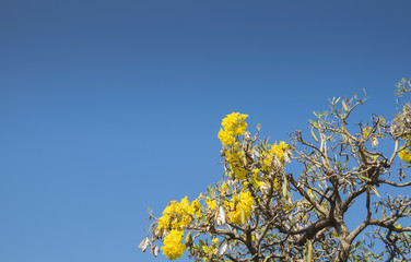 The trees on sky background