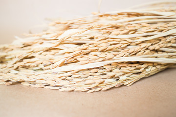 Paddy or rice grain (oryza) on brown background