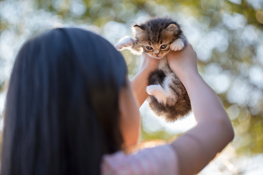 Little Asian girl holding Lovely persian kitten with sunshine in the park