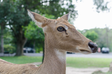 brown female Panolia eldii