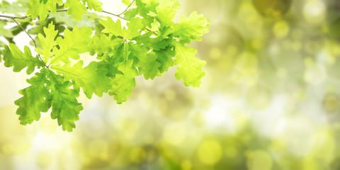 Fototapeta na wymiar Green background with oak