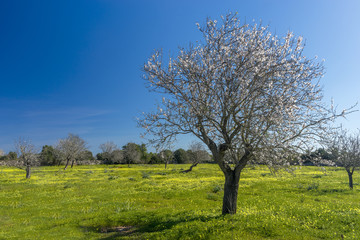 Fototapeta na wymiar blossoming almond tree