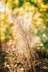 Summer wild plants On Meadow With Bright Sunlight.