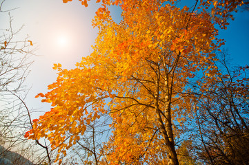 Yellow leaves of the trees on the background solar sky