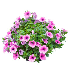 Pink petunia flowers isolated on white background