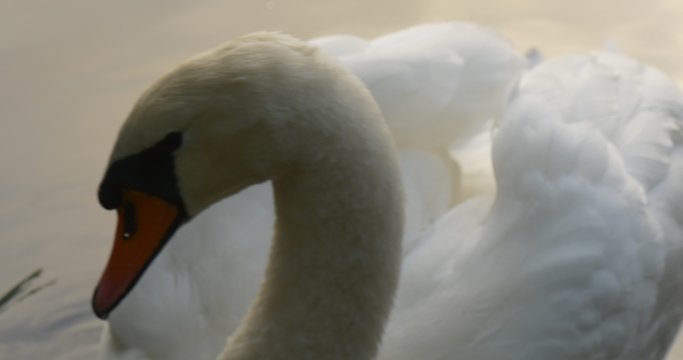 White Swan Close Up Orange Beak Feathers Wings Bird is Shaking the Head Turning Floating at The Lake Sky Reflection in the Water Bird Among Green Reed