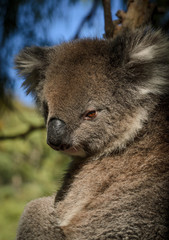 Cute Koala sits on eucalyptus tree Australian bush wildlife anim